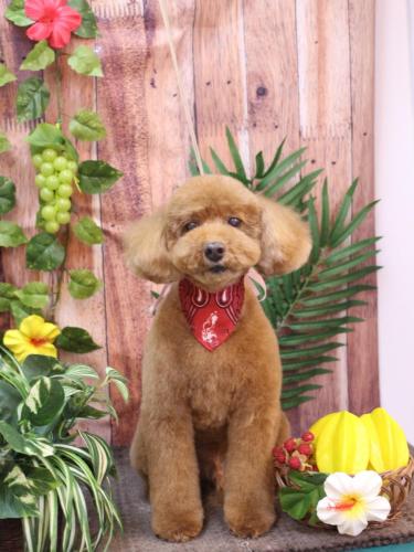 20230827レオくん